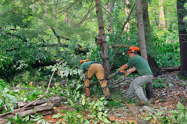 Best Tree Health Inspection  in South Whittier, CA